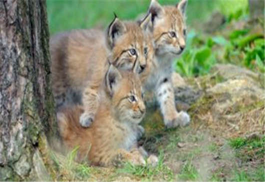 德國動(dòng)物歸來于搖滾樂的盛開,各地開花的德國 德國動(dòng)物歸來于搖滾樂的盛開,各地開花的德國