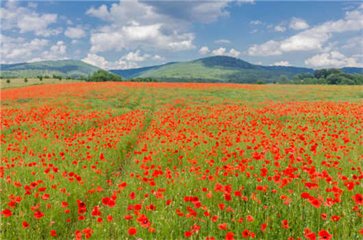 移民政策改革，德國創(chuàng)業(yè)移民怎么樣？