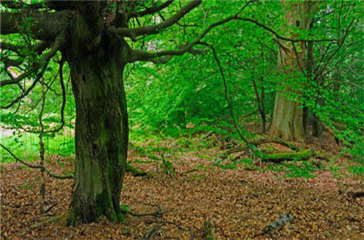 在德國美食中,名列前茅的大蒜 在德國美食中,名列前茅的大蒜