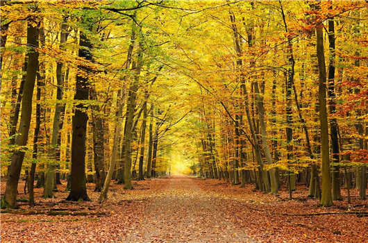 移民利弊分析之入籍德國(guó)的好處 移民利弊分析之入籍德國(guó)的好處