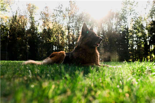 狗中“男神”,德國黑背了解一下 狗中“男神”,德國黑背了解一下